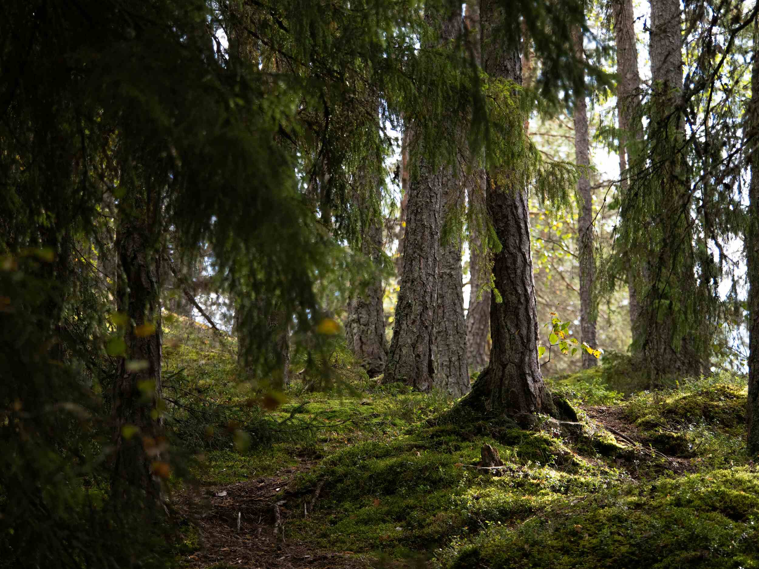 Systeemisyys auttaa näkemään metsän puilta. Systeeminen ajattelu laajentaa ymmärrystä.